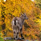 Alpensteinbock