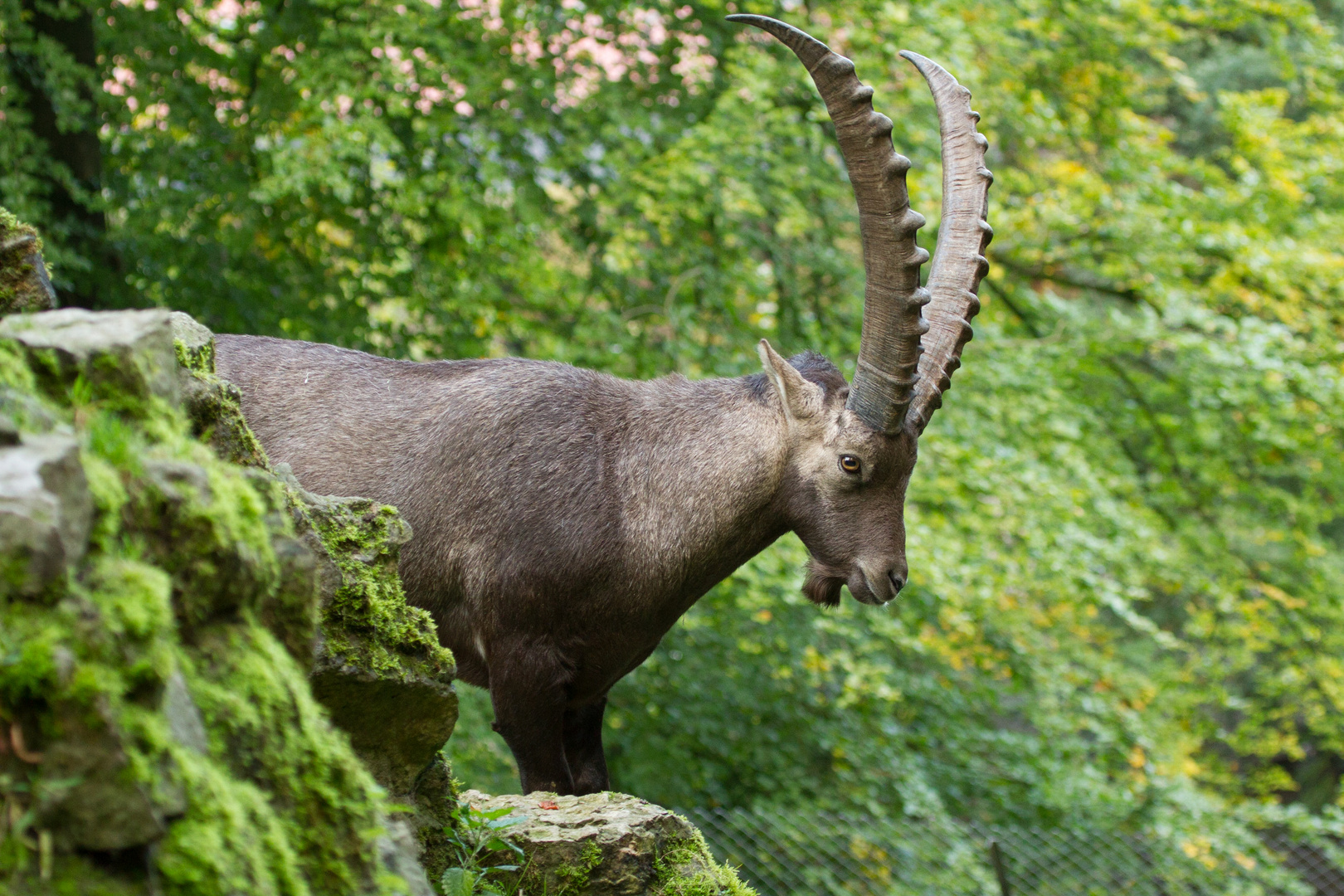 Alpensteinbock