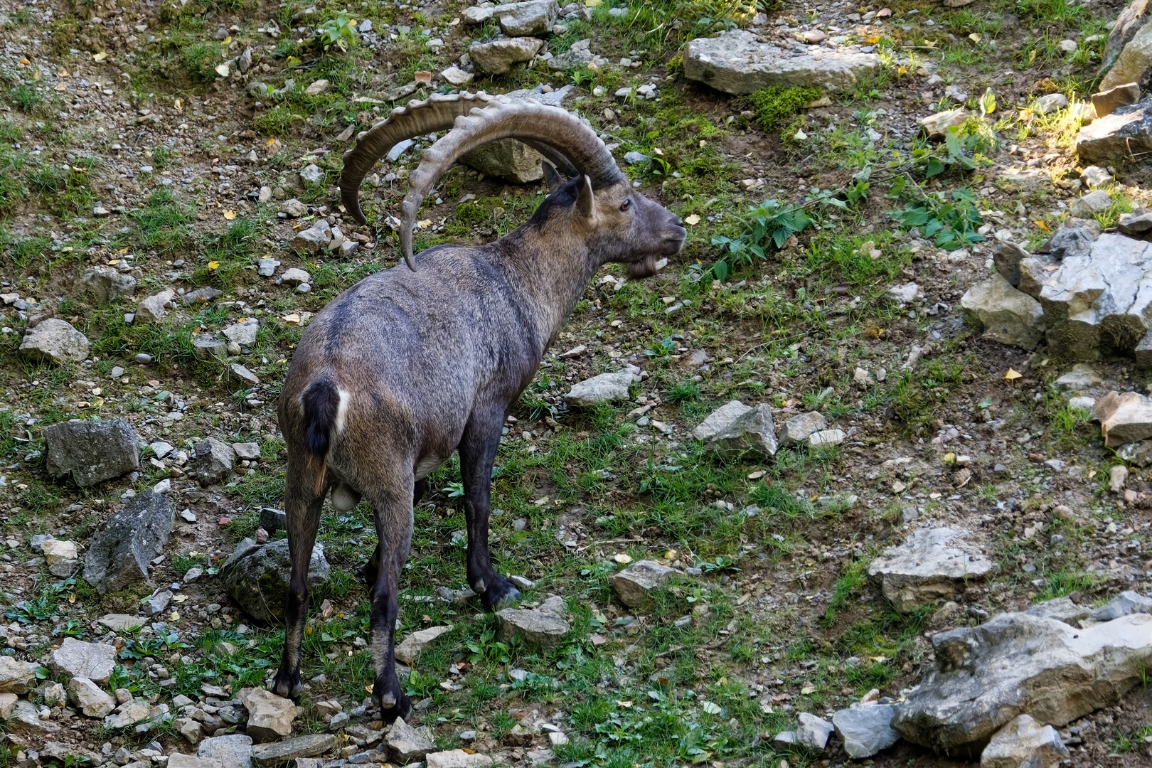 Alpensteinbock