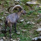 Alpensteinbock