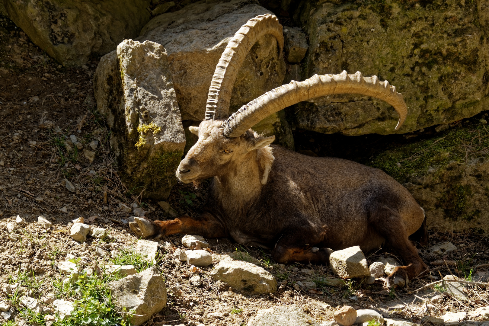 Alpensteinbock