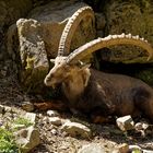 Alpensteinbock