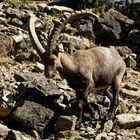 Alpensteinbock