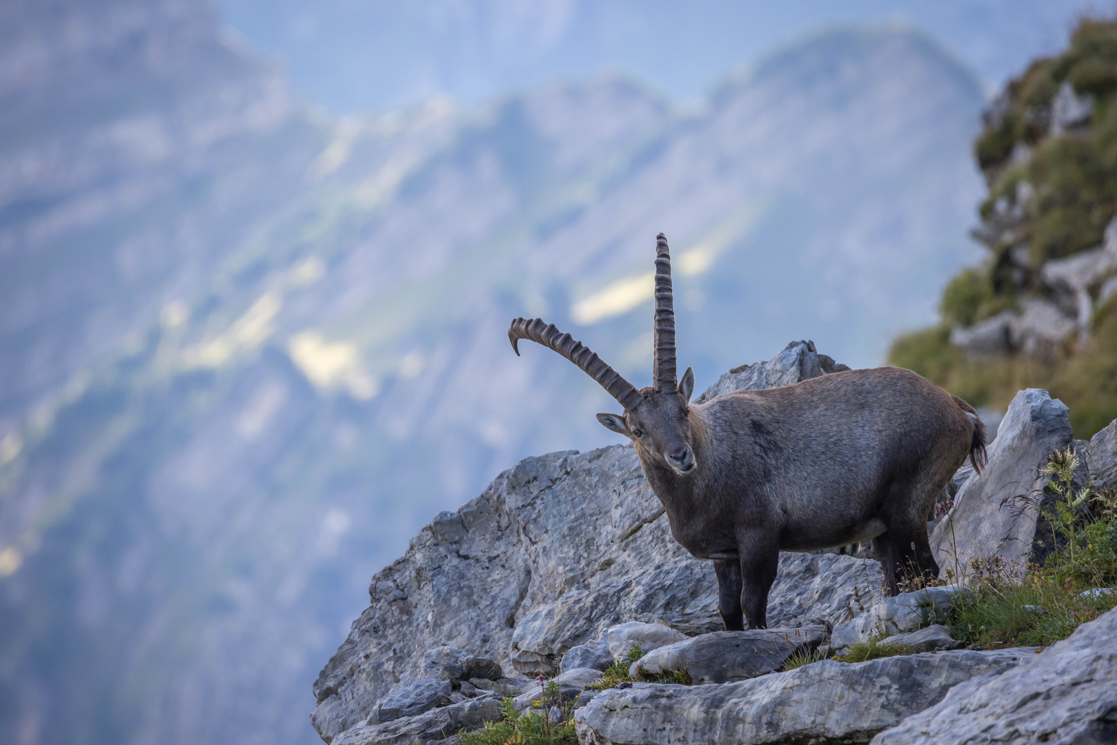 Alpensteinbock