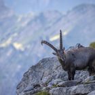 Alpensteinbock