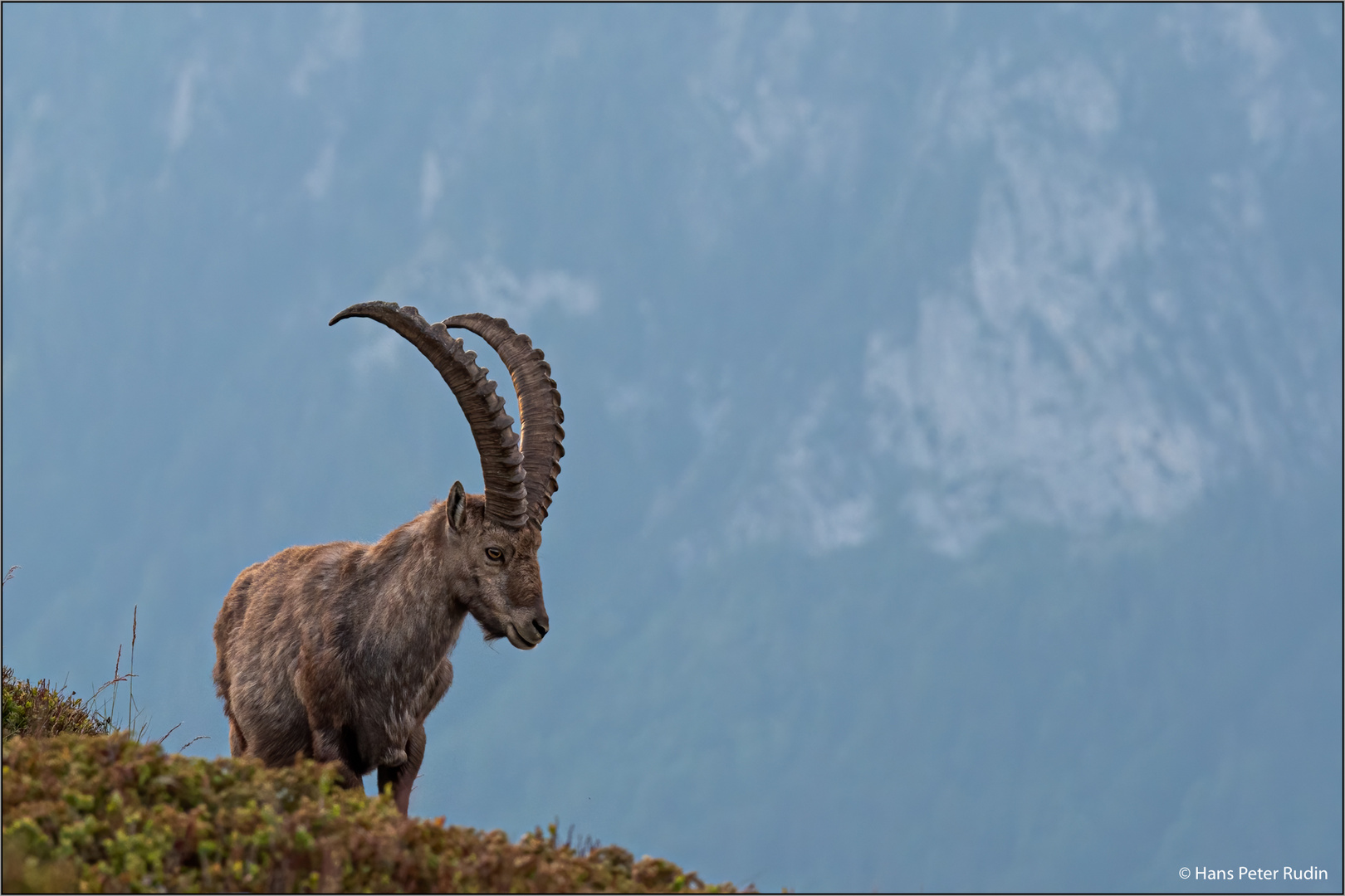 Alpensteinbock