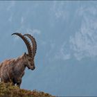 Alpensteinbock