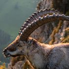 Alpensteinbock