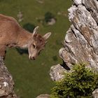 Alpensteinbock