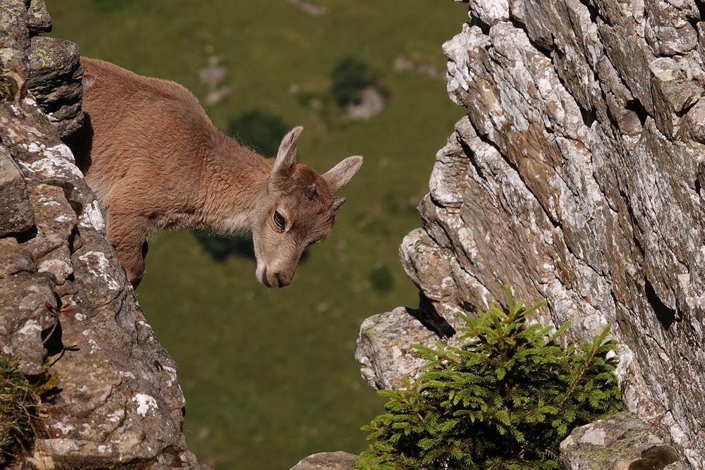 Alpensteinbock