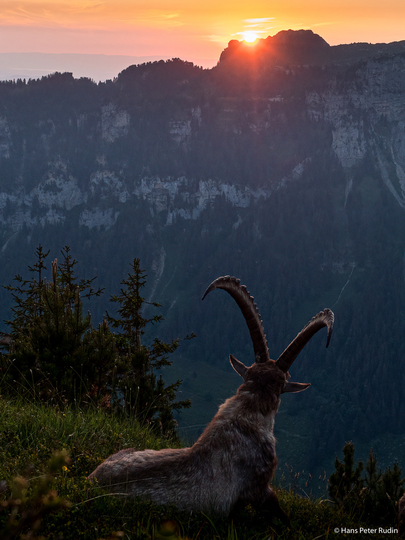 Alpensteinbock – Abendstimmung