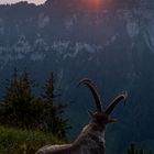 Alpensteinbock – Abendstimmung