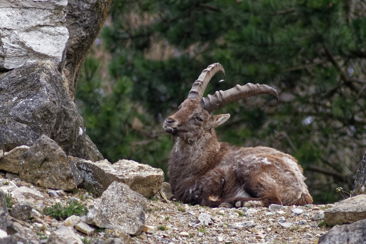 Alpensteinbock