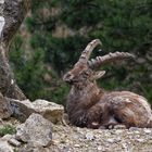 Alpensteinbock