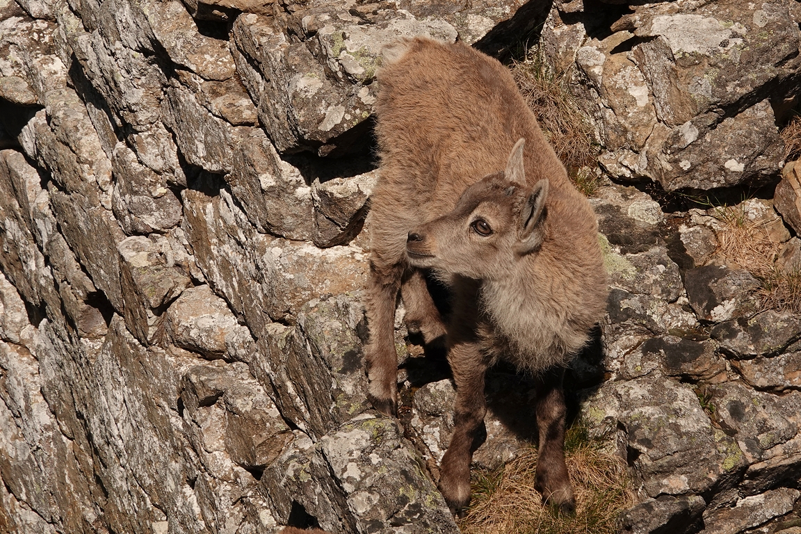 Alpensteinbock