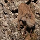 Alpensteinbock