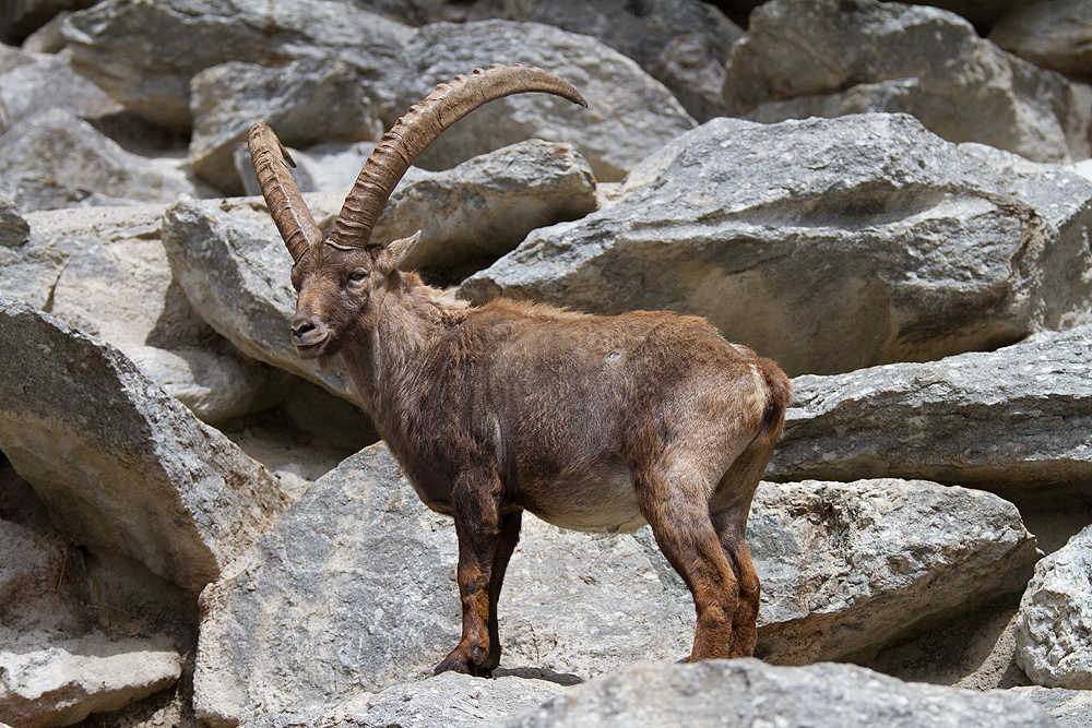 Alpensteinbock - Alpenzoo Innsbruck