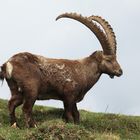 "Alpensteinbock"