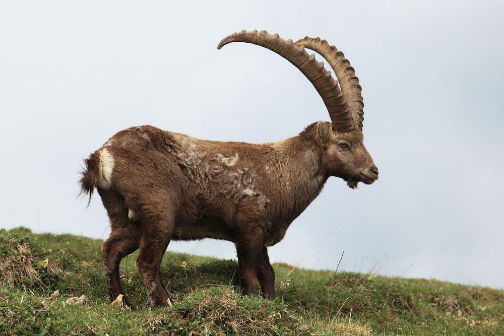 "Alpensteinbock"