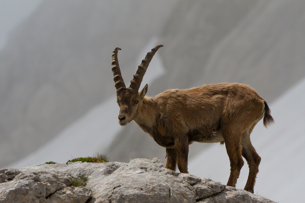 Alpensteinbock