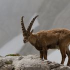 Alpensteinbock