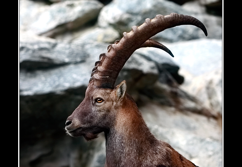 Alpensteinbock !!