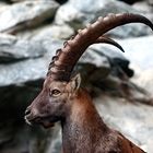 Alpensteinbock !!