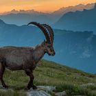 Alpensteinbock – Begegnung am Morgen