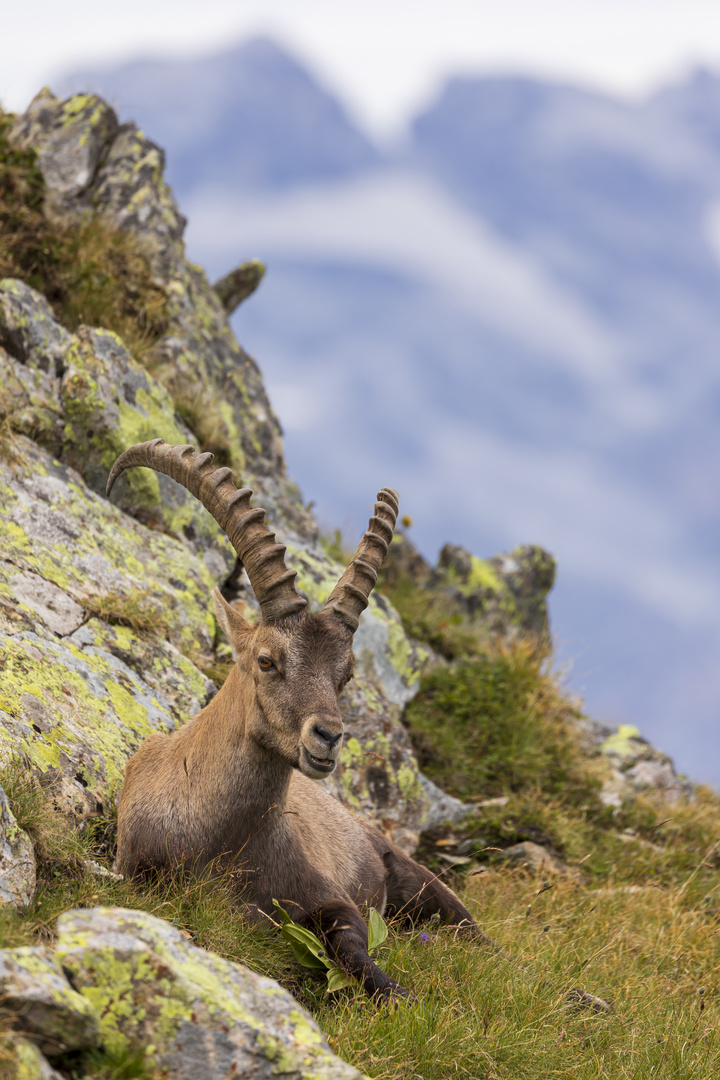 Alpensteinbock bei der Mittagspause