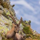 Alpensteinbock bei der Mittagspause