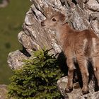 Alpensteinbock