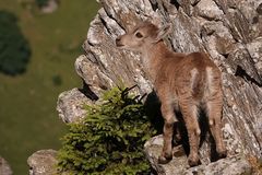 Alpensteinbock