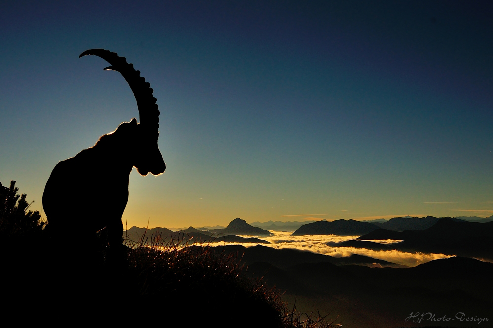 Alpensteinbock