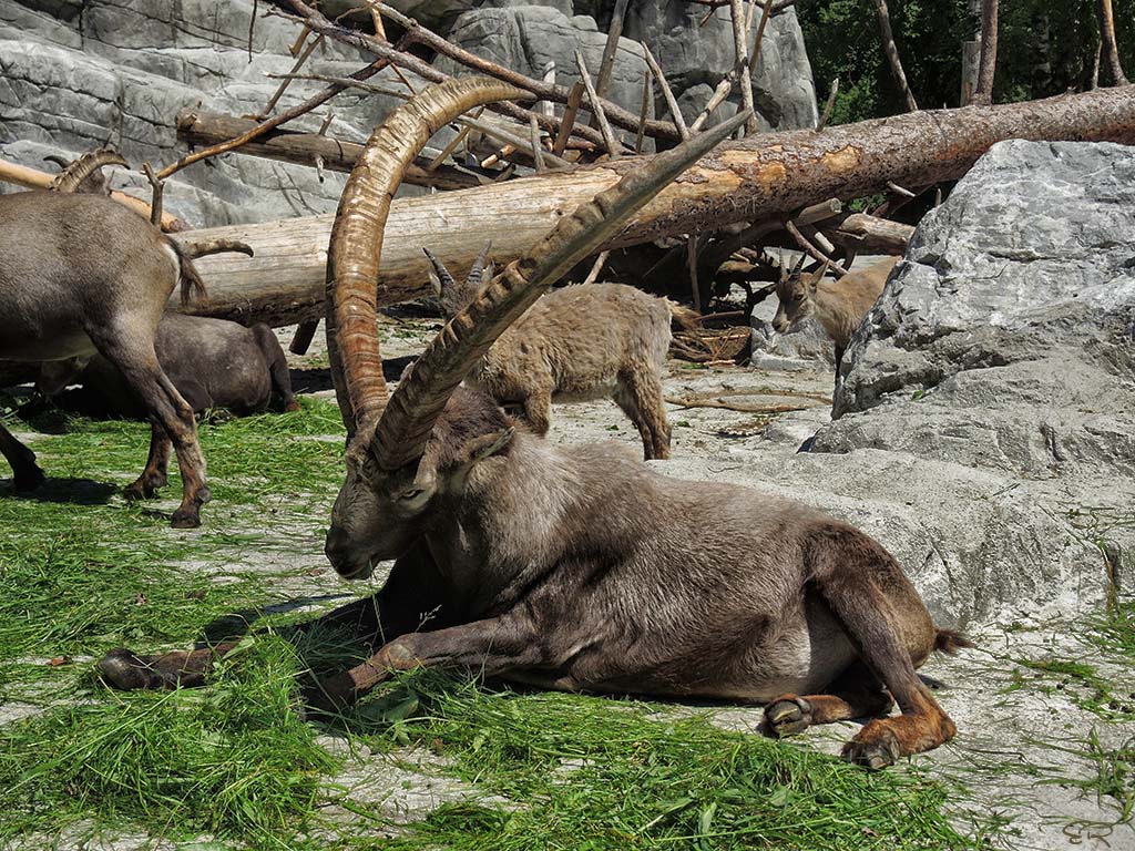 Alpensteinbock