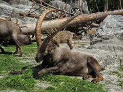 Alpensteinbock