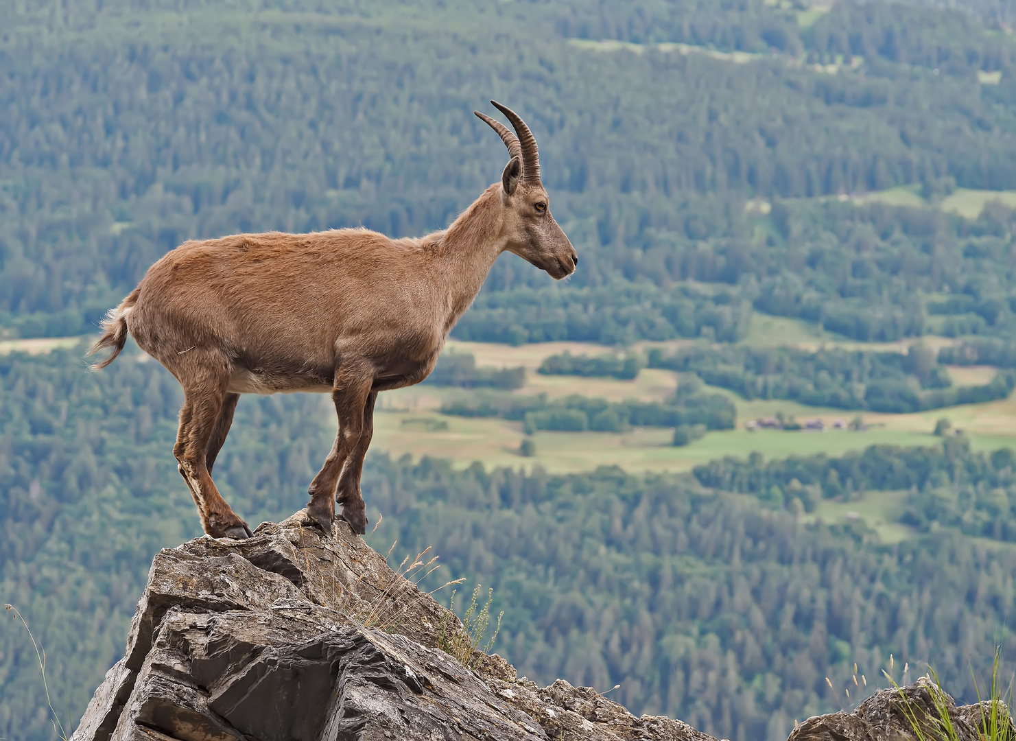 Alpensteinbock (Capra ibex) 1. Foto - Bouquetin des Alpes.