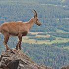 Alpensteinbock (Capra ibex) 1. Foto - Bouquetin des Alpes.