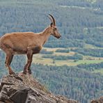 Alpensteinbock (Capra ibex) 1. Foto - Bouquetin des Alpes.