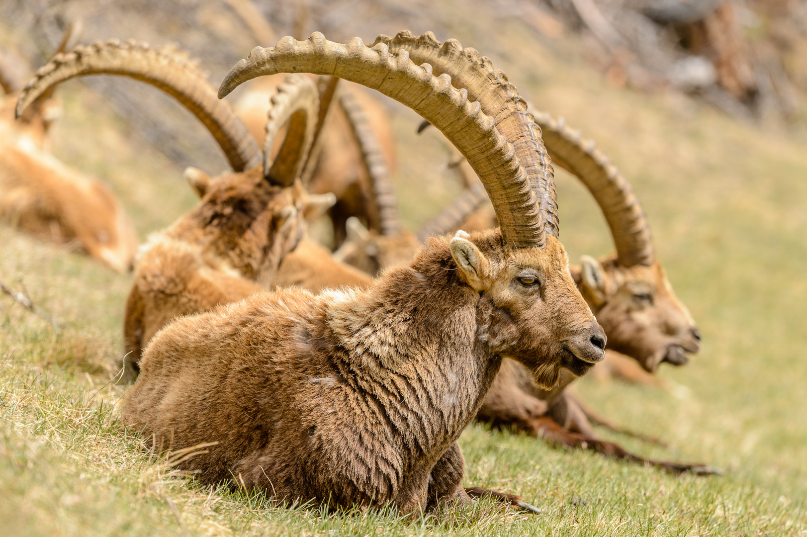 Alpensteinbock (Capra ibex)