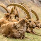 Alpensteinbock (Capra ibex)