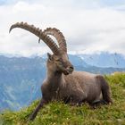 Alpensteinbock (Capra ibex)