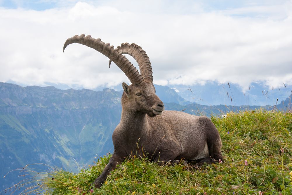 Alpensteinbock (Capra ibex)