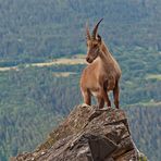 Alpensteinbock (Capra ibex), 2. Foto. - Bouquetin des Alpes.