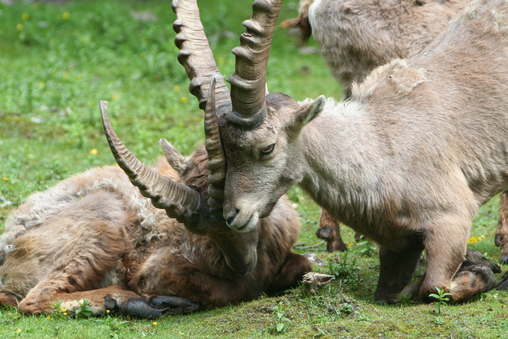 AlpenSteinbock (Capra Ibex)