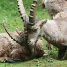 AlpenSteinbock (Capra Ibex)