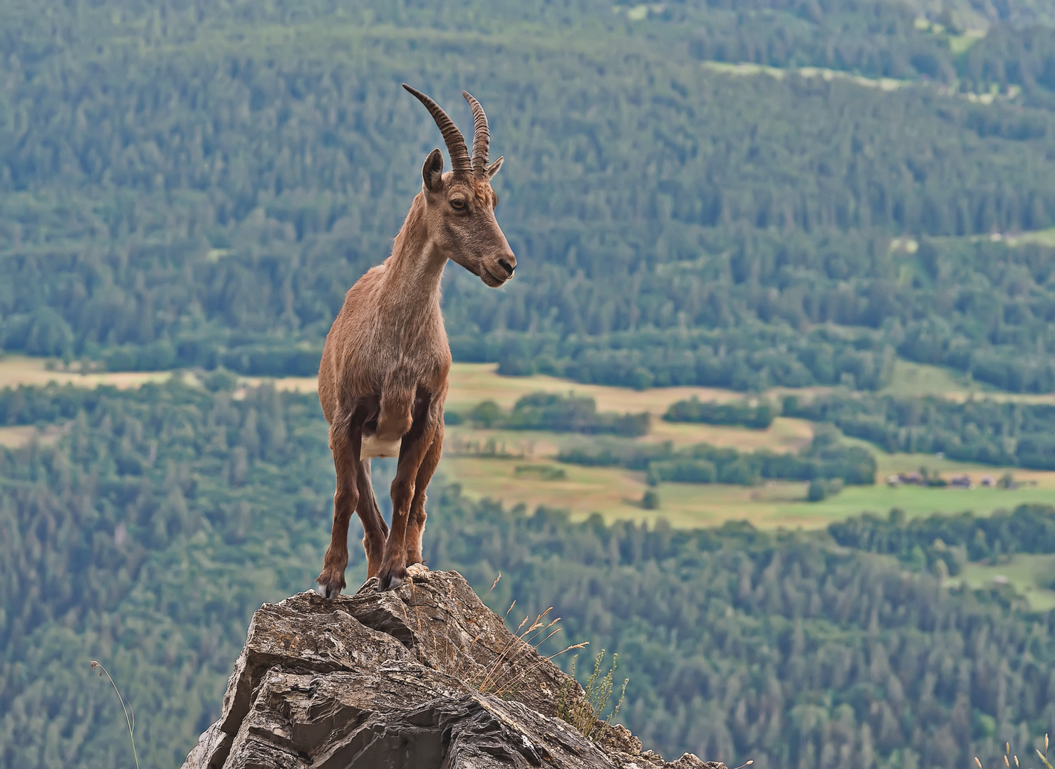 Alpensteinbock (Capra ibex), 3. Foto. - Bouquetin des Alpes.