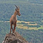 Alpensteinbock (Capra ibex), 3. Foto. - Bouquetin des Alpes.