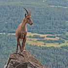 Alpensteinbock (Capra ibex), 3. Foto. - Bouquetin des Alpes.