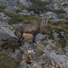 Alpensteinbock (Capra ibex)