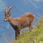 Alpensteinbock (Capra ibex)